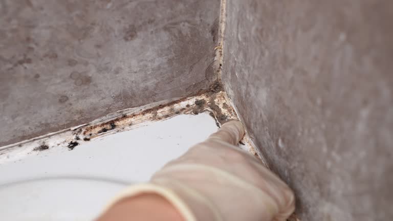 Best Mold Damage Restoration  in Traverse City, MI